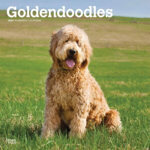 Goldendoodles Calendar 2024