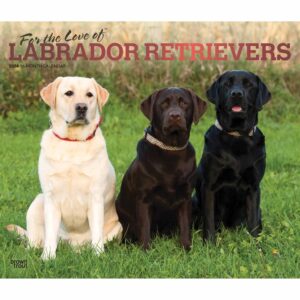 For The Love Of Labrador Retrievers Deluxe Calendar 2024