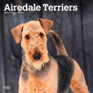 Airedale Terriers Calendar 2026