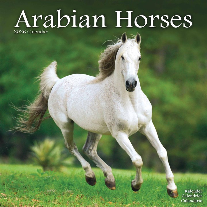 Arabian Horses Calendar 2026