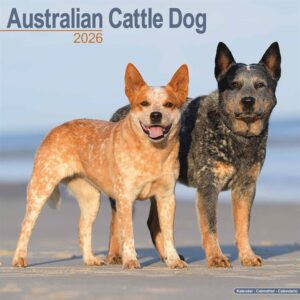 Australian Cattle Dog Calendar 2026