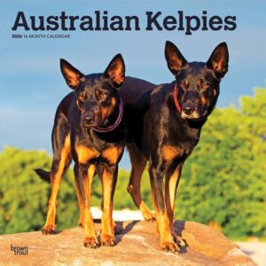 Australian Kelpies Calendar 2026