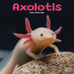 Axolotls Calendar 2026