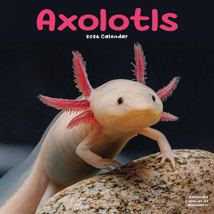 Axolotls Calendar 2026