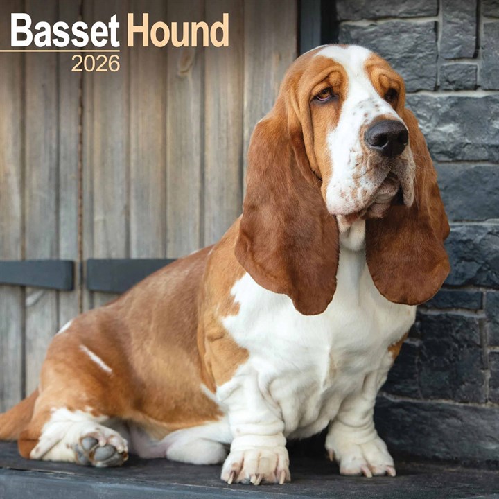Basset Hound Calendar 2026