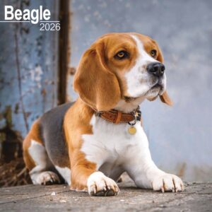 Beagle Calendar 2026