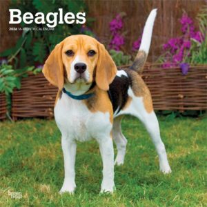 Beagles Calendar 2026