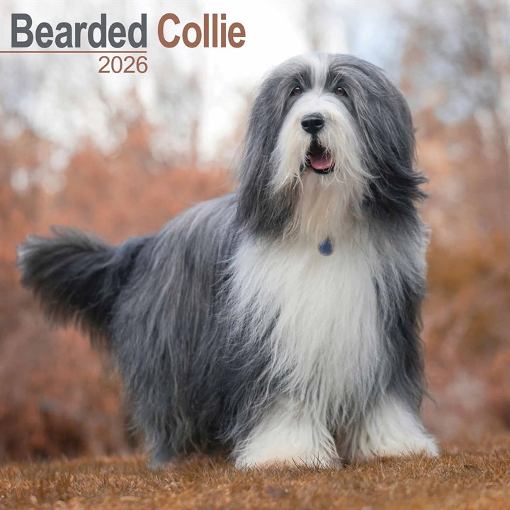 Bearded Collie Calendar 2026