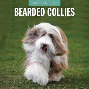 Bearded Collies Calendar 2026