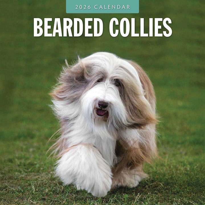 Bearded Collies Calendar 2026