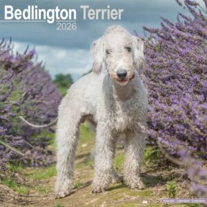Bedlington Terrier Calendar 2026