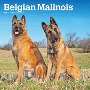 Belgian Malinois Calendar 2026