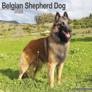 Belgian Shepherd Dog Calendar 2026