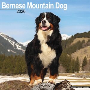 Bernese Mountain Dog Calendar 2026