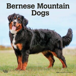 Bernese Mountain Dogs Calendar 2026