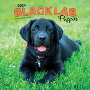 Black Lab Puppies Calendar 2026