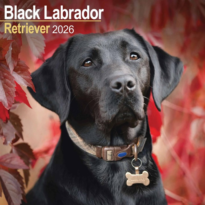 Black Labrador Retriever Calendar 2026