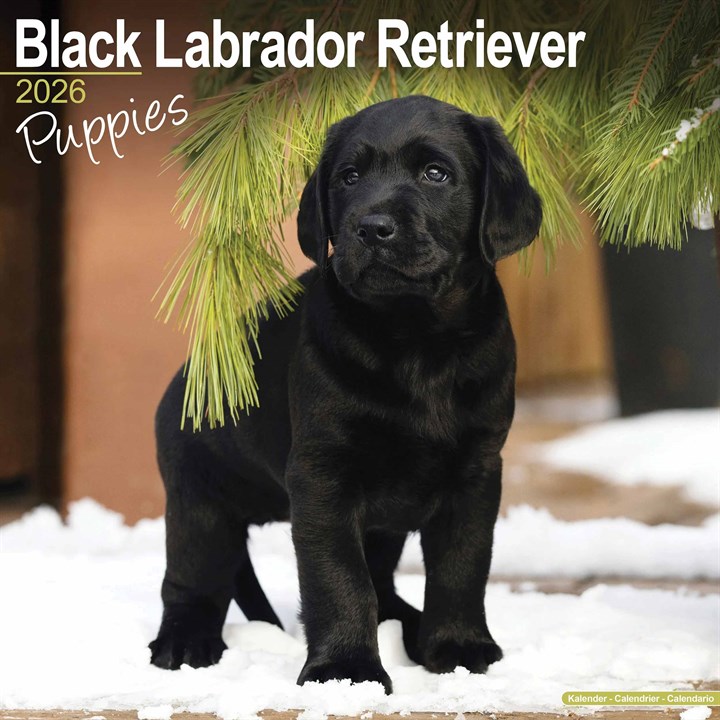 Black Labrador Retriever Puppies Calendar 2026