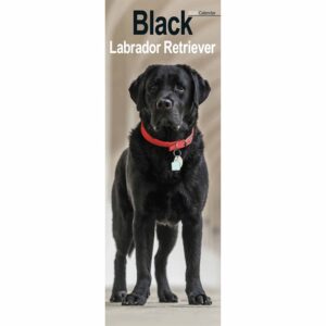 Black Labrador Retriever Slim Calendar 2026