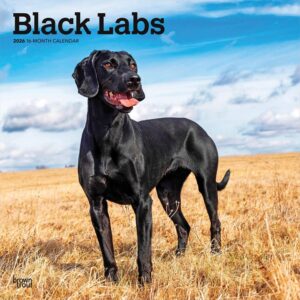 Black Labs Calendar 2026