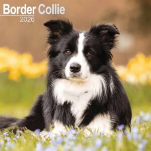 Border Collie Calendar 2026