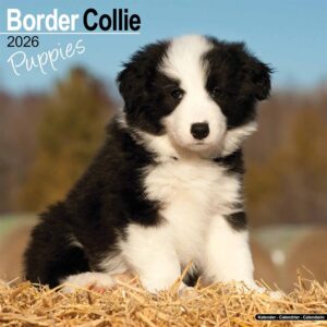Border Collie Puppies Calendar 2026
