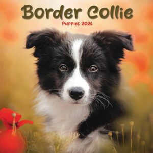 Border Collie Puppies Mini Calendar 2026