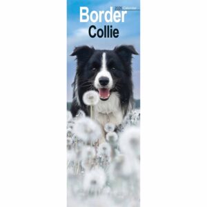 Border Collie Slim Calendar 2026