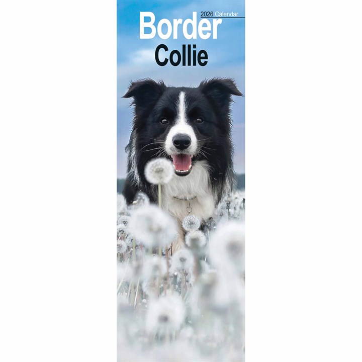 Border Collie Slim Calendar 2026