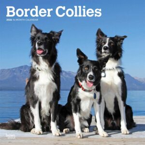 Border Collies Calendar 2026