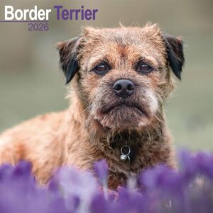 Border Terrier Calendar 2026