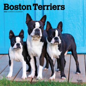 Boston Terriers Calendar 2026