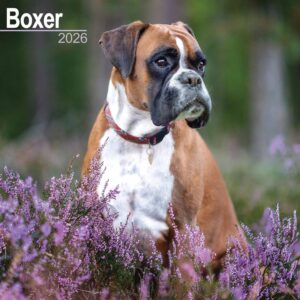 Boxer Calendar 2026