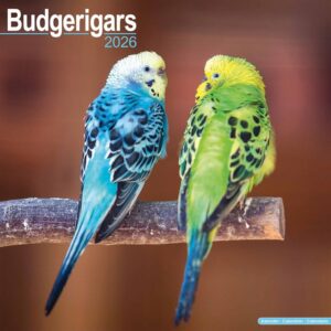 Budgerigars Calendar 2026