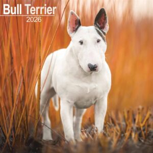 Bull Terrier Calendar 2026