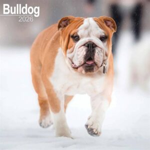 Bulldog Calendar 2026