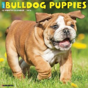 Bulldog Puppies Calendar 2026