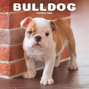 Bulldog Puppies Mini Calendar 2026