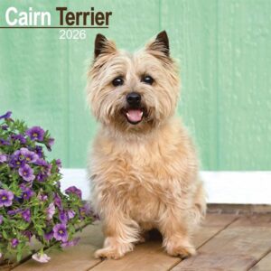 Cairn Terrier Calendar 2026