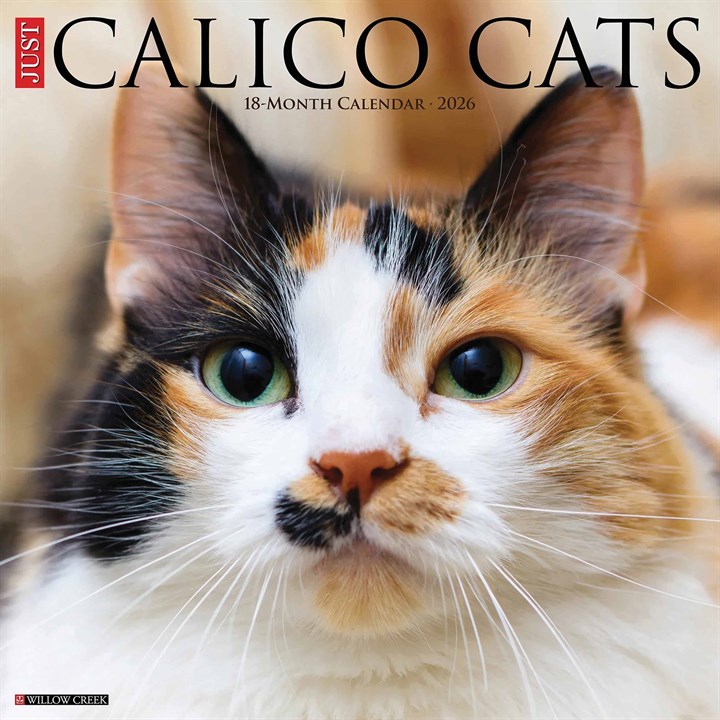 Calico Cats Calendar 2026
