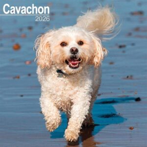 Cavachon Calendar 2026