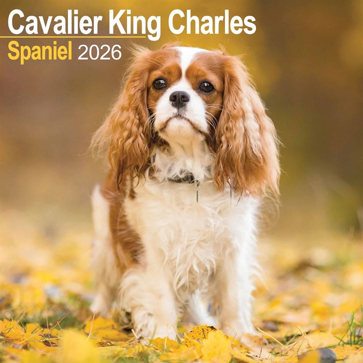 Cavalier King Charles Spaniel Calendar 2026