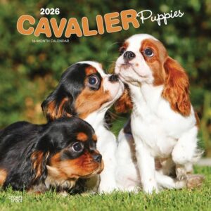 Cavalier King Charles Spaniel Puppies Calendar 2026