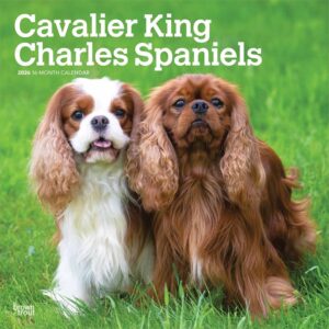 Cavalier King Charles Spaniels Calendar 2026