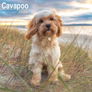Cavapoo Calendar 2026