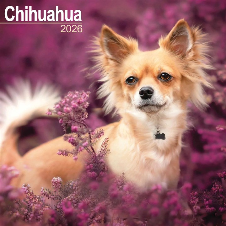 Chihuahua Calendar 2026