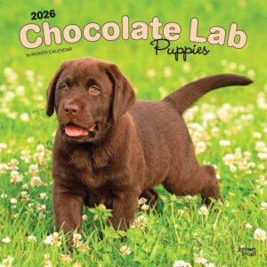 Chocolate Lab Puppies Calendar 2026