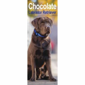 Chocolate Labrador Retriever Slim Calendar 2026
