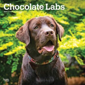 Chocolate Labs Calendar 2026