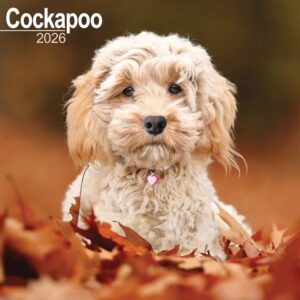 Cockapoo Calendar 2026